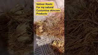 How to make Organic Vetiver Roots powder#shortvideo#shorts