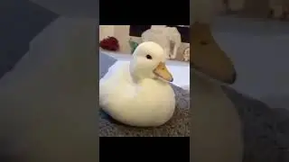 Mr. Duckward (the sleepy duck)