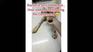 Food Patience test Vs 🙅 No Command 🐶😋  #Shorts #Merrypetsdogtraining #viraldogvideos