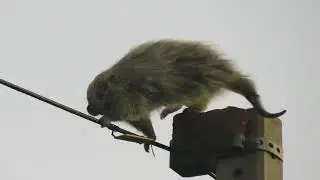 ouri&ccedil;o (Coendou spinosus) parte 2