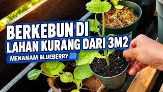 Update berkebun di balkon empat musim! Mencoba berdampingan dengan tanaman baru!