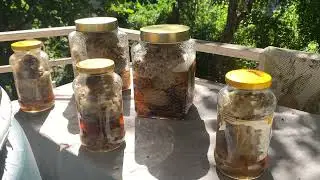 Making & Fermenting Organic Noni Juice at Home Part 1