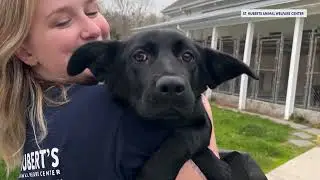 Madison animal center welcomes new furry friends rescued by Good Flights program