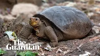 Gal&aacute;pagos tortoise found alive revealed as species thought to extinct 100 years ago