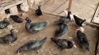 Кора урдак бизнеси Индоутка бизнеси
