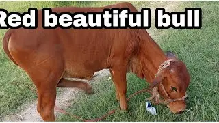 Red sindhi beautiful bull || Mountain cow || India and Pakistan breed