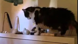 Cat swipe