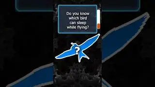 Do You Know Which Bird Can Sleep While Flying? #youtubeshorts #facts #explore