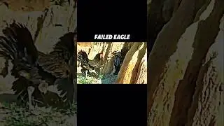 Falcon vs eagle #trending #animals #wildlife #shorts #eagle #falcon #bird #birds #chicken