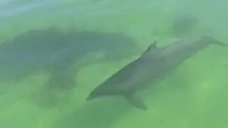#florida #boat #boating #dolphin #fishing #fyp #ocean #green 