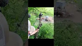 большая охота на диких кабанов с луком и стрелами в джунглях #archery#hunting#bow#sanglier#piggy