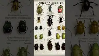 Dung beetle #cute #animals #shorts #trending