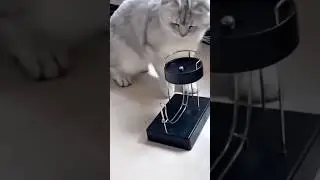cat is happy video and super cat 😺😍#catvideos #funnycat #catshorts #cat