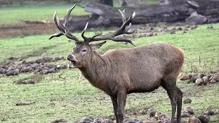 Huge Stags Munching Sugar Beet