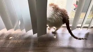 Clean kitty. Mr Fluffles
