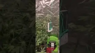 week 5 of flower, AK47