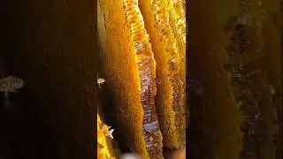 Bee honey harvest from a tree 🍯 | Nature's sweet gift #viralshorts #shorts #honey