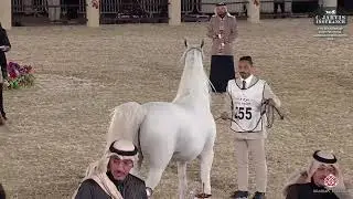 N 255 SINDAN MS   7th Souq Waqif International Arabian Horse Show 2026   Stallions 11+ Years Old Cla