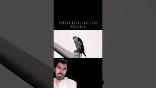 #pubgmobile #fastestanimal #worldsfastestanimal #bgmi #falcon #pubg #birds #animals #anime#animeedit