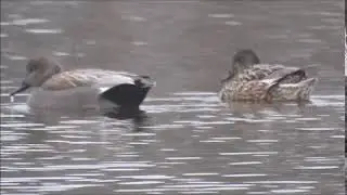 Gadwall, Canapiglia (Anas strepera)
