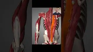 Erector Spinae Anatomy