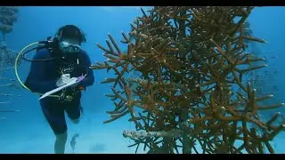 DESTINATION DIVE Season 1 EP 4