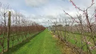 Stonefruit canopy research overview October 2021