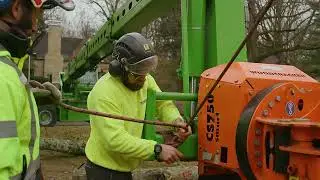 🪓 Safe & Reliable Tree Cutting Services | Professional Tree Care Experts