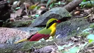 Indochinese Green Magpie (Cissa hypoleuca)