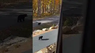 Eagles Nest NC bears #ncmountains #bears #blackbears