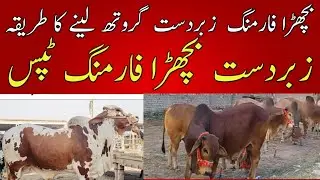 bachra farming tips/ vacha farming in pakistan/ katta farming tips/