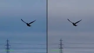 Kestrel hovering - 3d parallel view