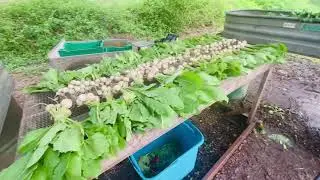 From Field to Feast: Processing Crops on Our Farm 🚜🌾