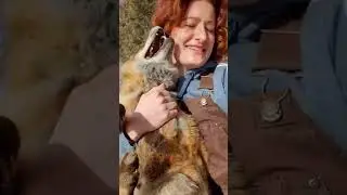 Fox Laughs Hysterically | Bizarre Life