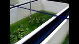Marbled Goby Farming, Ternakan Ikan Ketutu Kolam Fiberglass