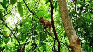 My lovely baby monkey  Lola in the forest. #asianmonkey