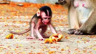 Adorable Skinny Baby Monkey Shows Off the Most Amazing Little Performances
