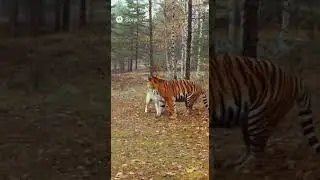 волк vs тигр #top