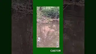 natura salbatica CASTOR  inotand