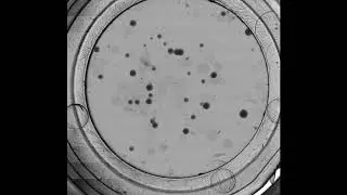 Colony Growth on Mini-dishes spiked sample
