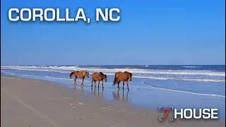 Wild Horses at Corolla, NC  I  7 House Productions