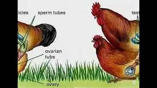 Hen male and hen female sex information