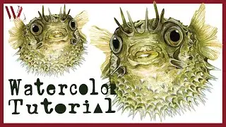 Watercolor Painting Tutorial- How to Paint a Puffer Fish (Blowfish)- Windy Shih