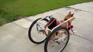Buddy's Doggy Wheelchair in Action!