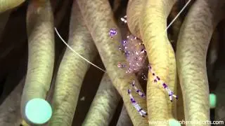 Macro Critters on the Artificial Reef of Ginamaan, Dauin, Philippines