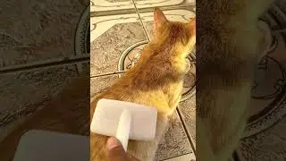 How to remove cat hair🐈