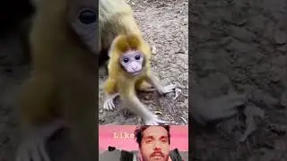 The baby monkey got confused