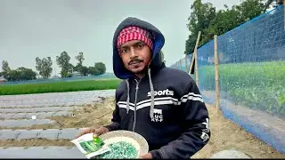 রমজান টার্গেট করে ৮০ শতাংশ জায়গা কোন কোন জাতের বিষ দিলাম #agrifuture #agriuniversity #vlog #vlog 
