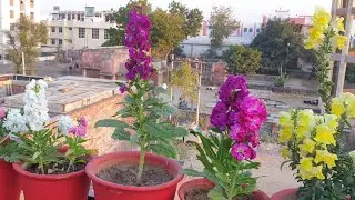 How to Grow and Care Stock Plant || Care of Stock Plant || Fun Gardening