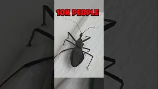 ANIMALS THAT KILL THE MOST PEOPLE EVERY YEAR&hellip;🦈🤯